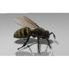Bee 3D model